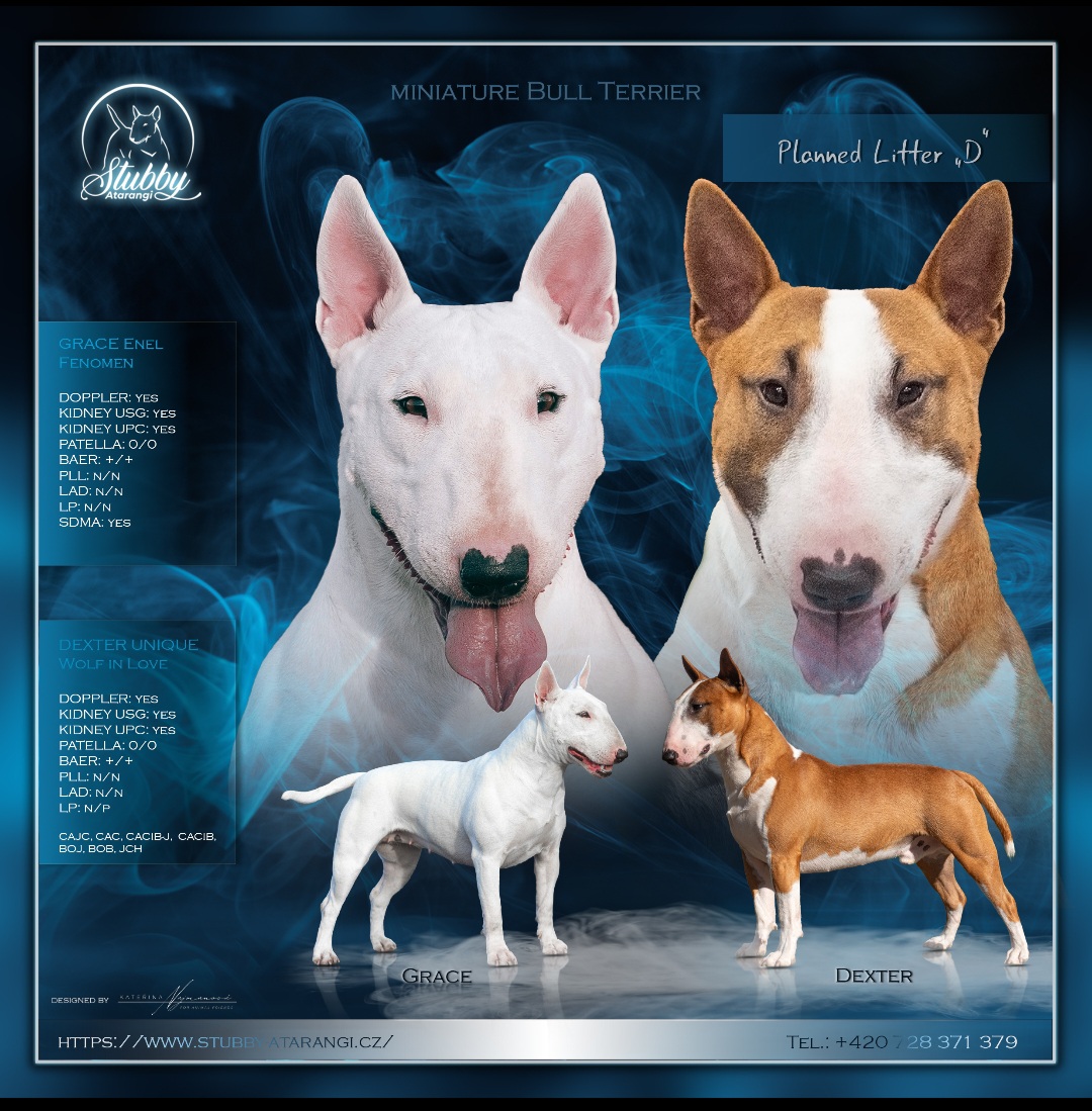 Grafika: Kateřina Najmanová; For Animal Friends 