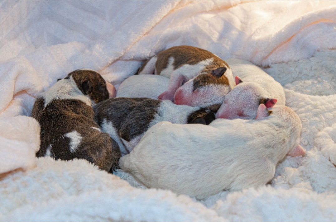 foto: For Animal Friends ; Kateřina Najmanová 