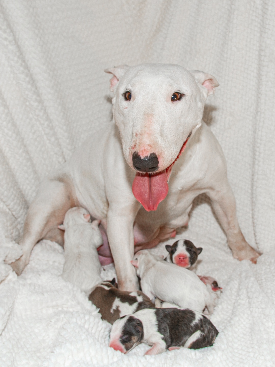 foto: Kateřina Najmanová; For Animal Friends 