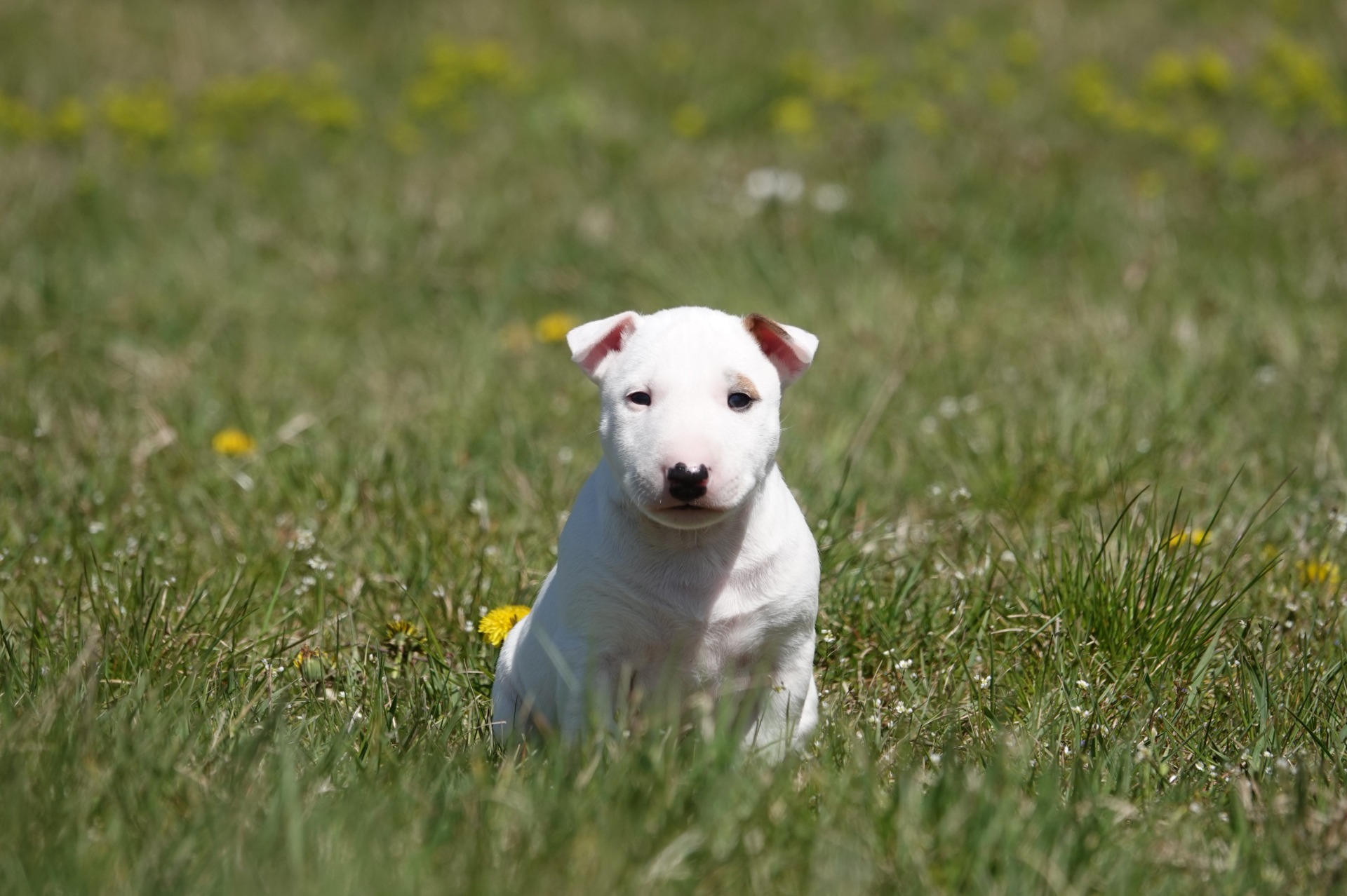 Don Quijote Hau- Doník 🩵