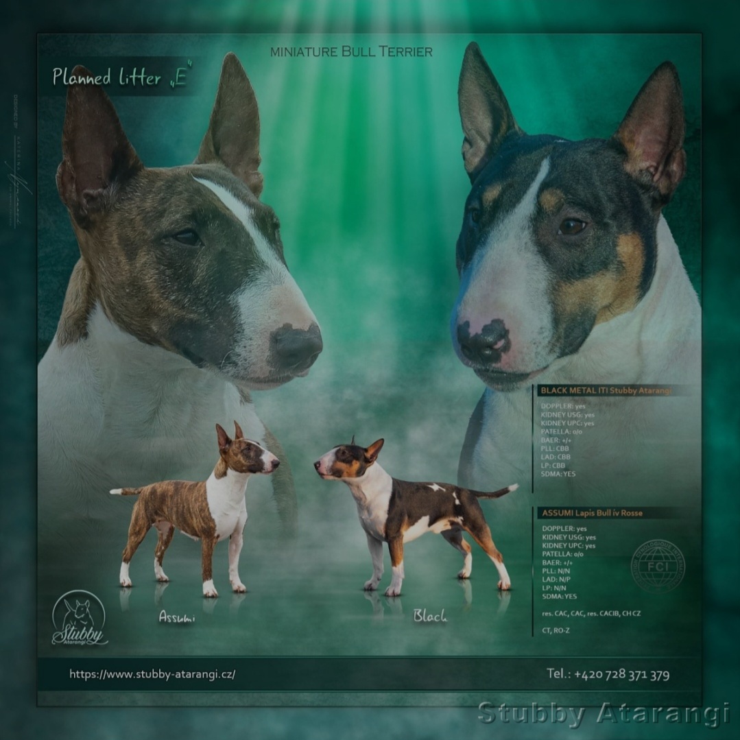 Grafika: Kateřina Najmanová; For Animal Friends